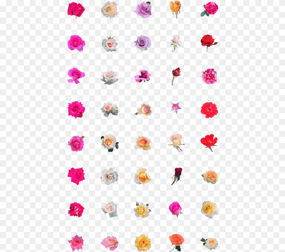 Clip Art, Rose, Plant, Petal, Flower Png Image