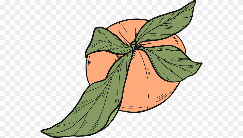 Clip Art, Food, Fruit, Leaf, Plant Png Image