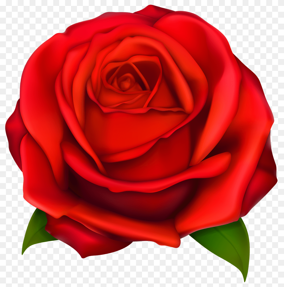 Clip Art, Flower, Plant, Rose Free Transparent Png