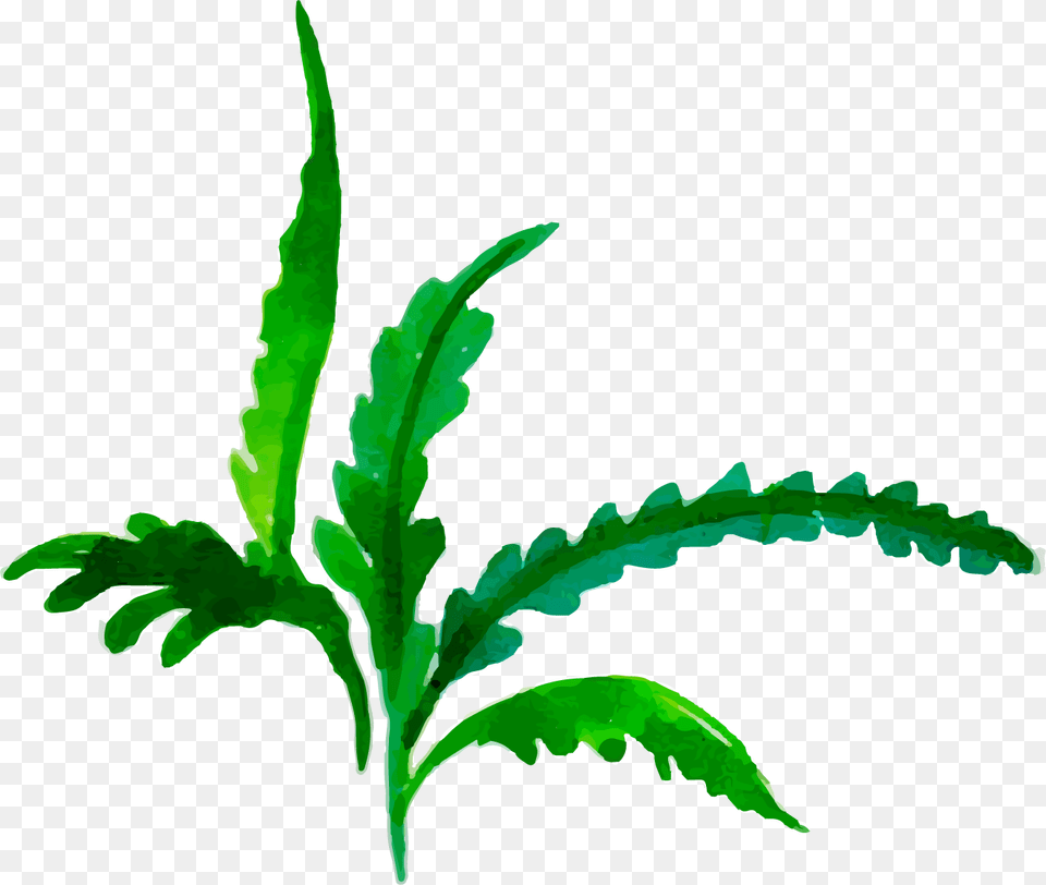 Clip Art, Herbal, Herbs, Leaf, Plant Free Transparent Png