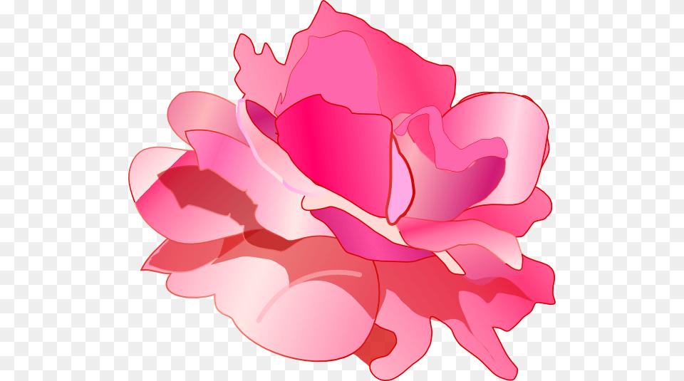 Clip Art, Carnation, Flower, Petal, Plant Png