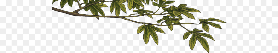 Clip Art, Leaf, Plant, Tree, Vegetation Free Png