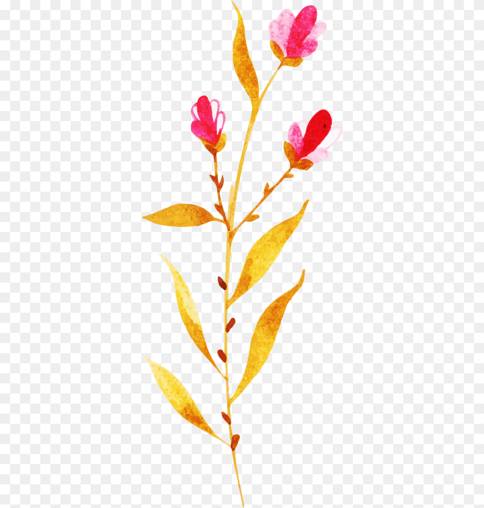 Clip Art, Acanthaceae, Flower, Leaf, Petal Free Transparent Png