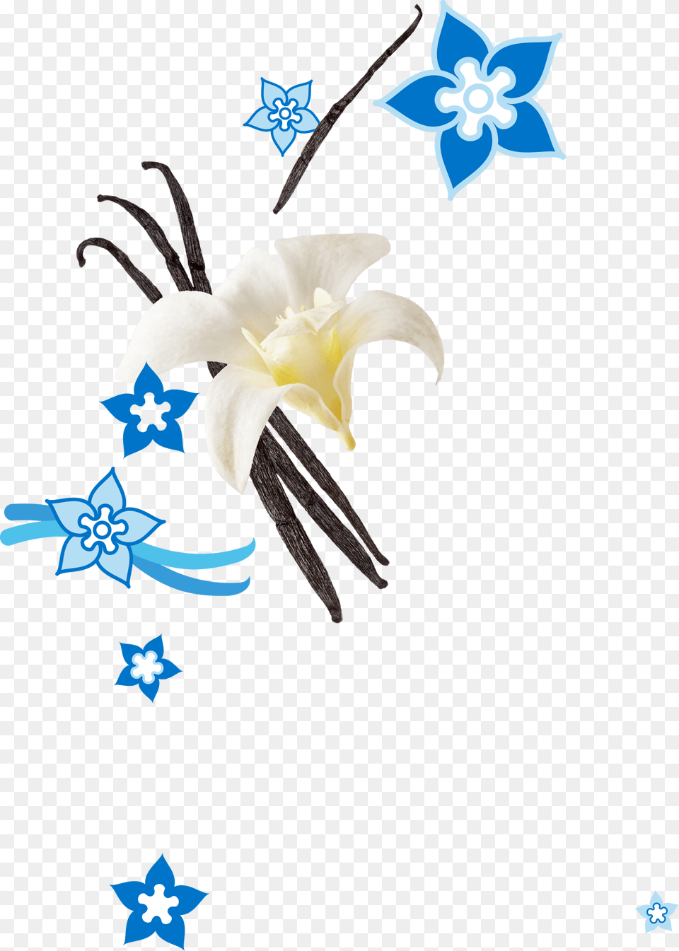 Clip Art, Flower, Plant, Daffodil, Accessories Png