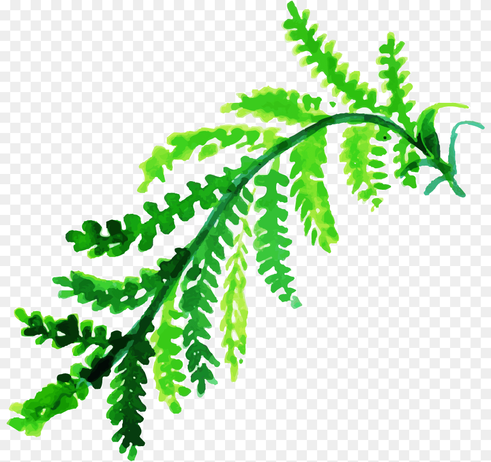 Clip Art, Fern, Leaf, Plant Png Image