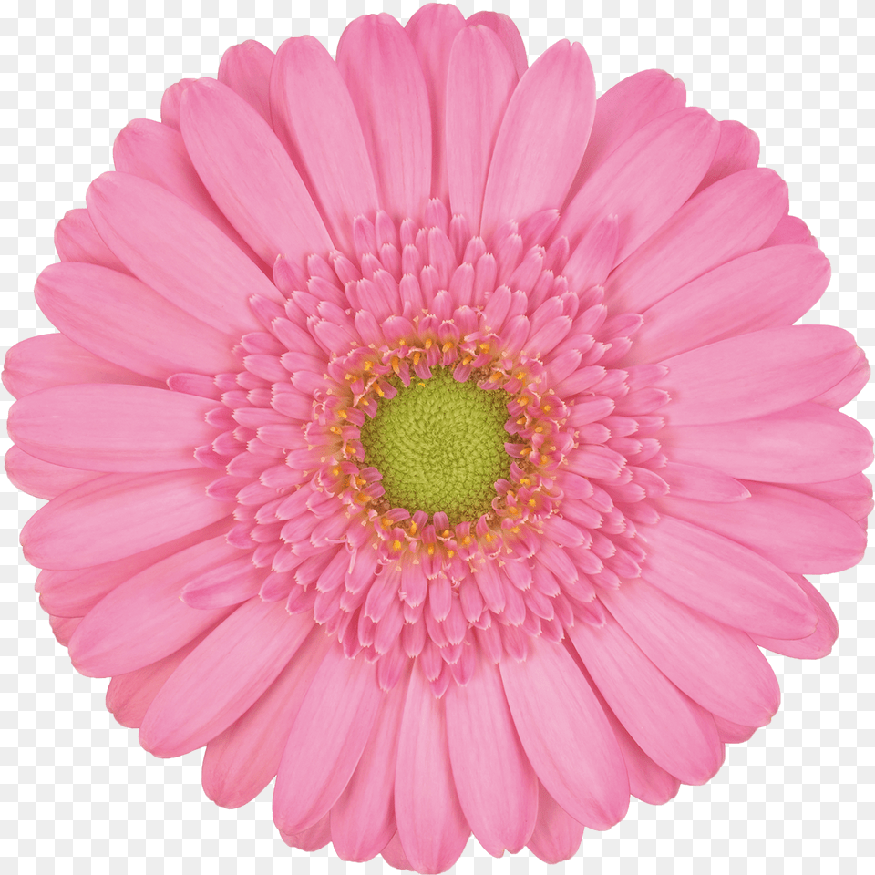 Clip Art, Daisy, Flower, Petal, Plant Free Png Download