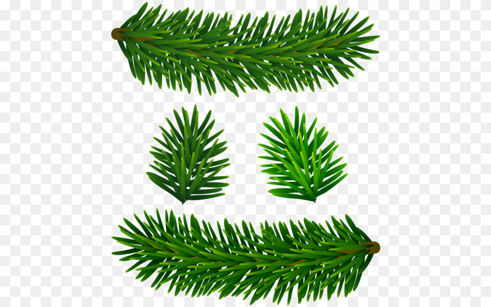 Clip Art, Conifer, Fir, Plant, Spruce Png Image