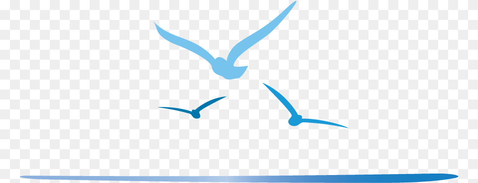 Clip Art, Animal, Bird, Flying, Seagull Free Png