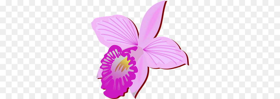 Clip Art Flower, Orchid, Plant, Petal Png