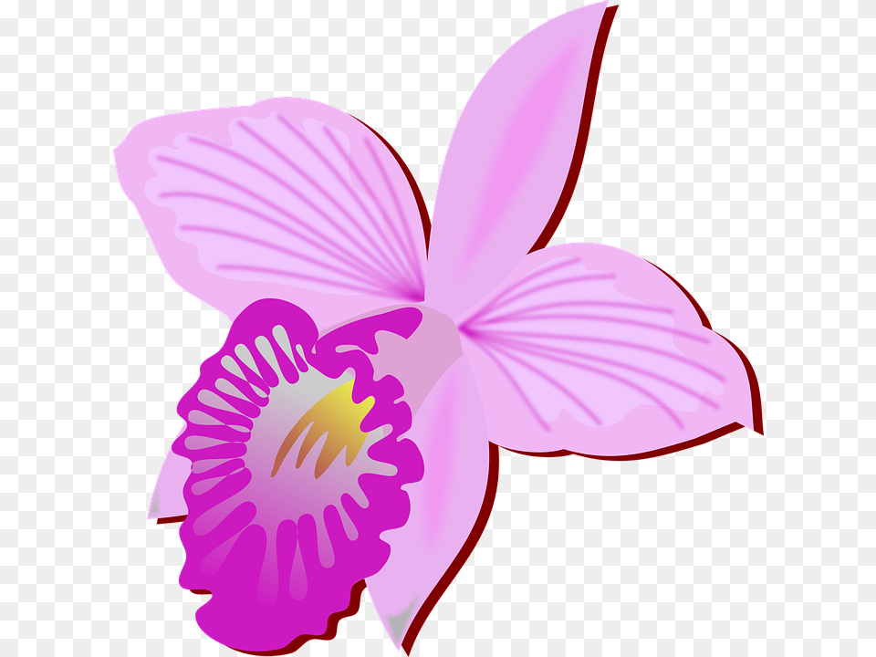 Clip Art Flower, Orchid, Plant, Petal Png Image