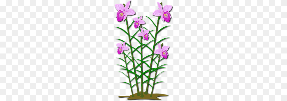 Clip Art Flower, Plant, Orchid Png