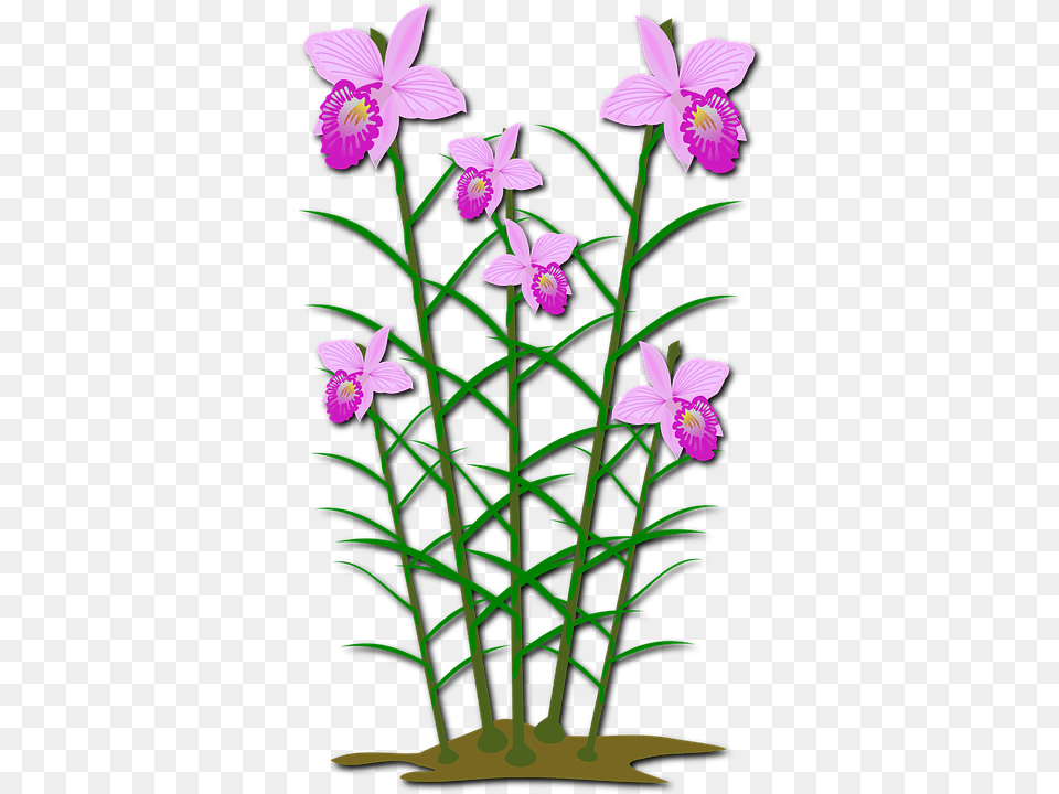 Clip Art Flower, Plant, Orchid Png