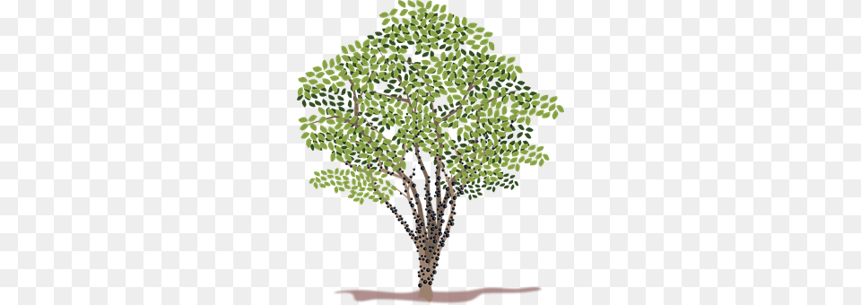 Clip Art Plant, Tree, Conifer, Vegetation Free Png