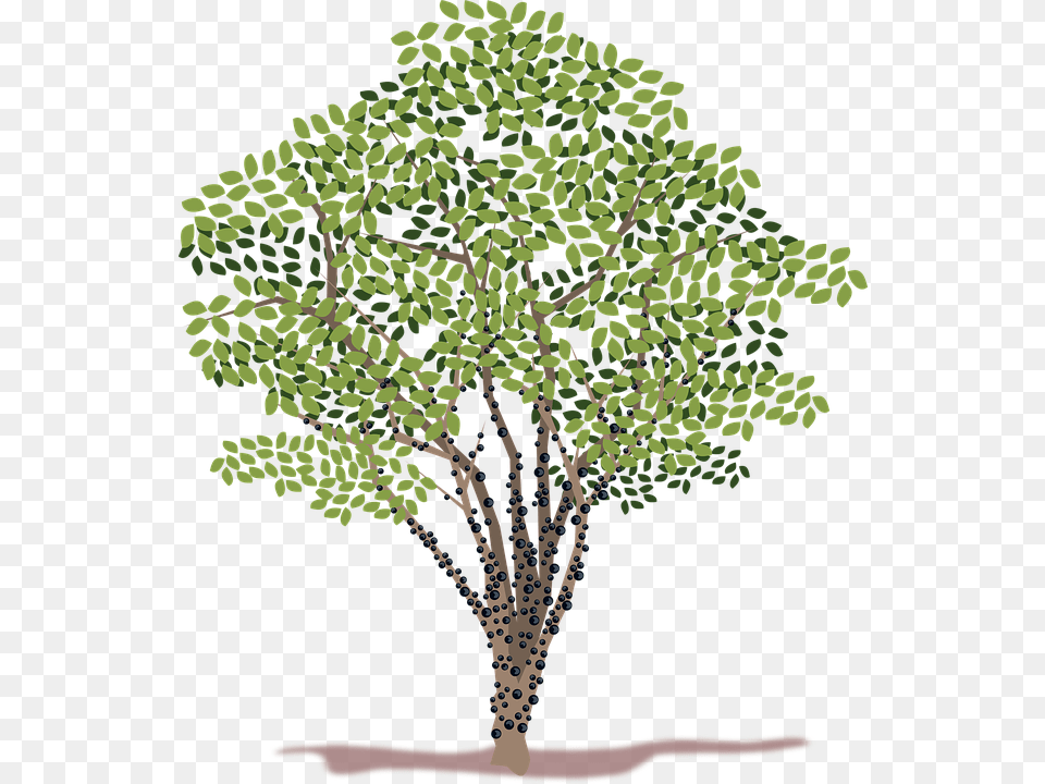 Clip Art Plant, Tree, Oak, Sycamore Png