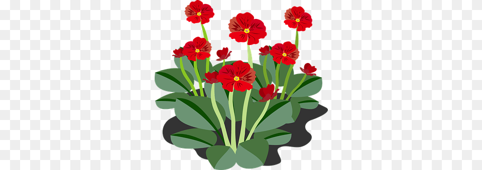 Clip Art Flower, Plant, Petal, Flower Arrangement Png