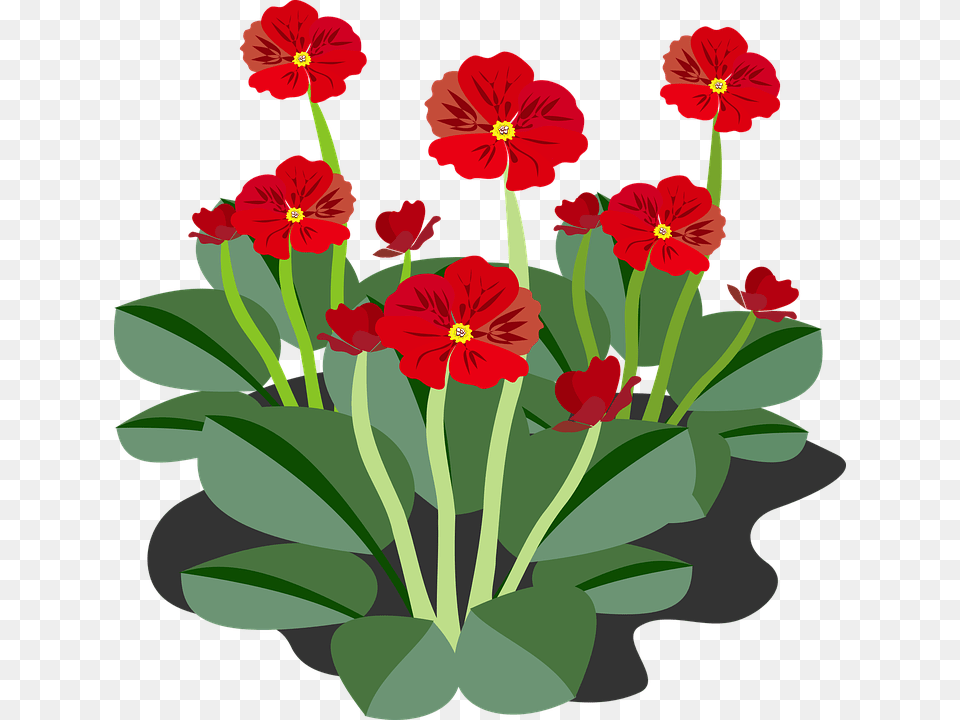 Clip Art Flower, Plant, Geranium, Petal Free Png