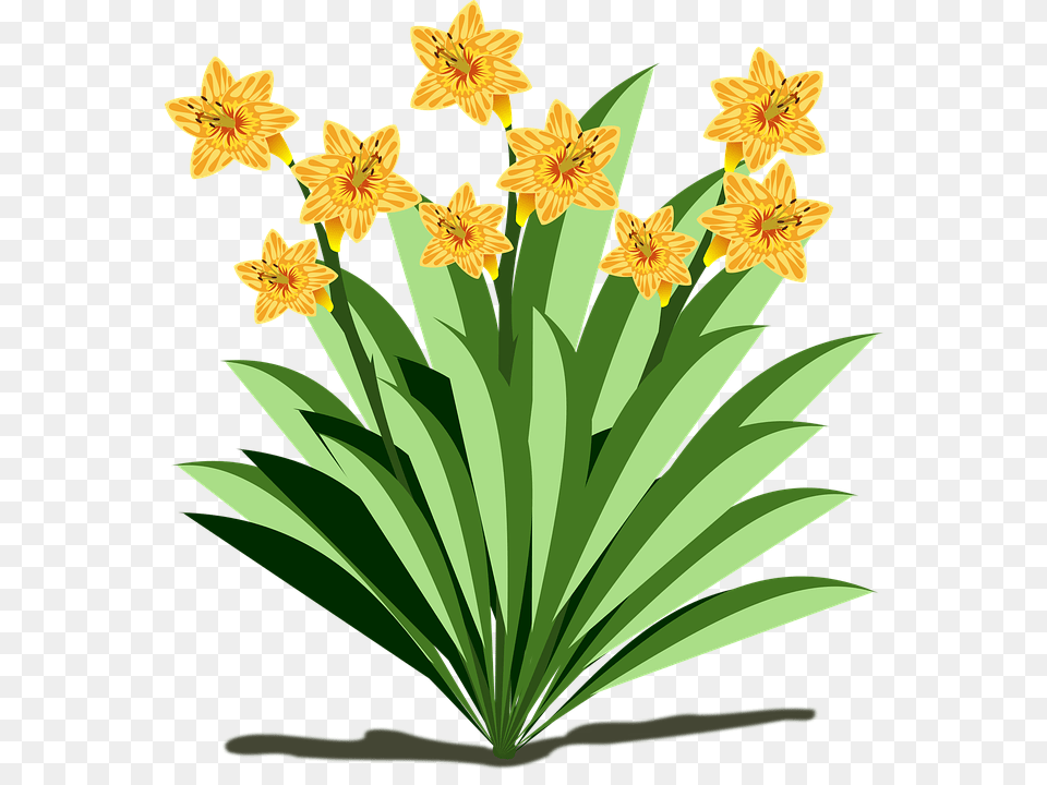 Clip Art Daffodil, Flower, Plant Free Png