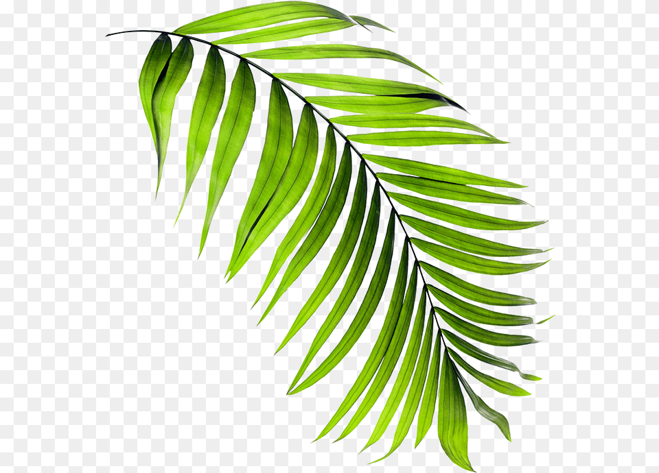 Clip Art, Fern, Leaf, Plant, Tree Free Png Download