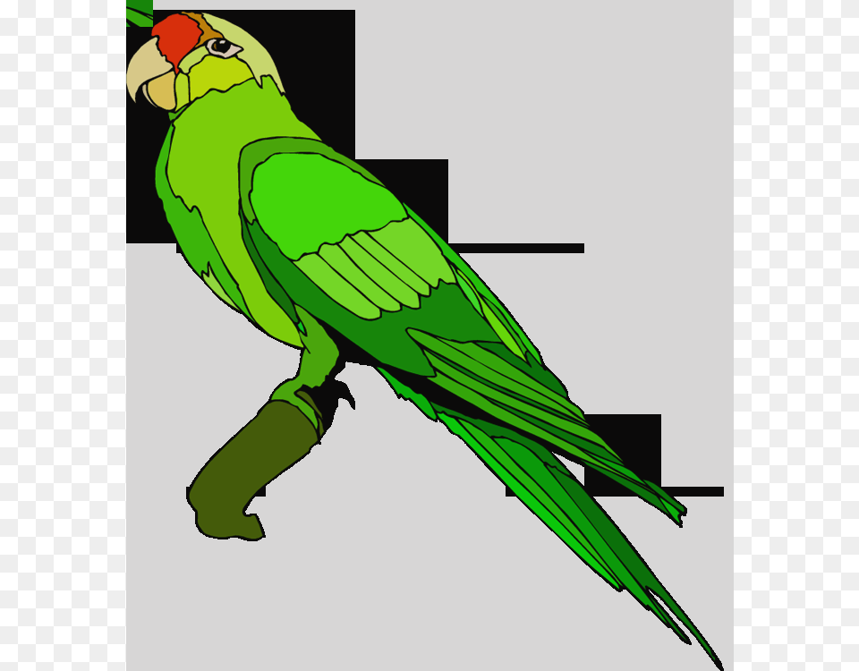 Clip Art, Animal, Bird, Parakeet, Parrot Free Png