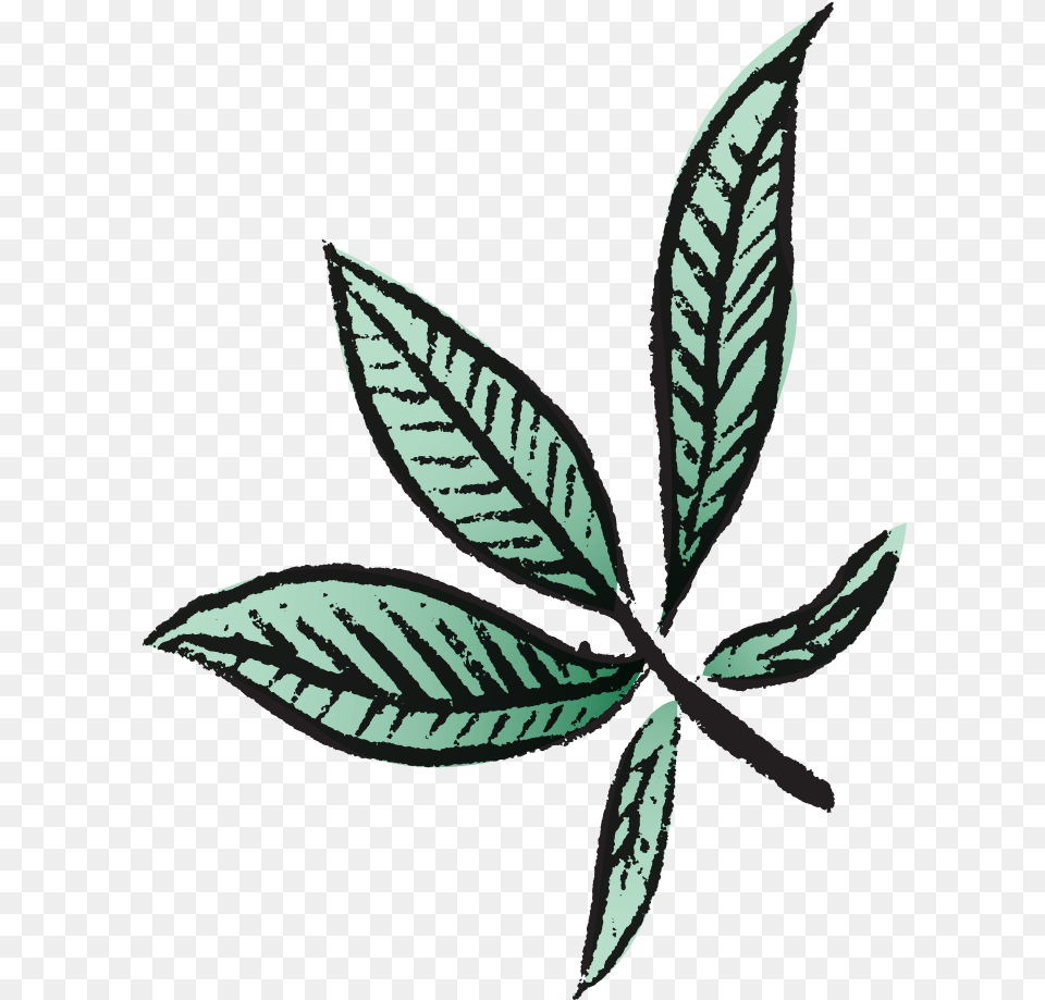 Clip Art, Leaf, Plant, Herbal, Herbs Png