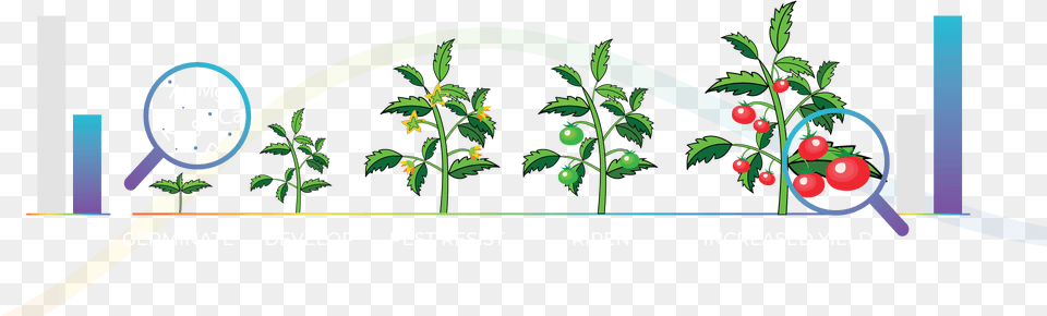 Clip Art, Plant, Graphics Png