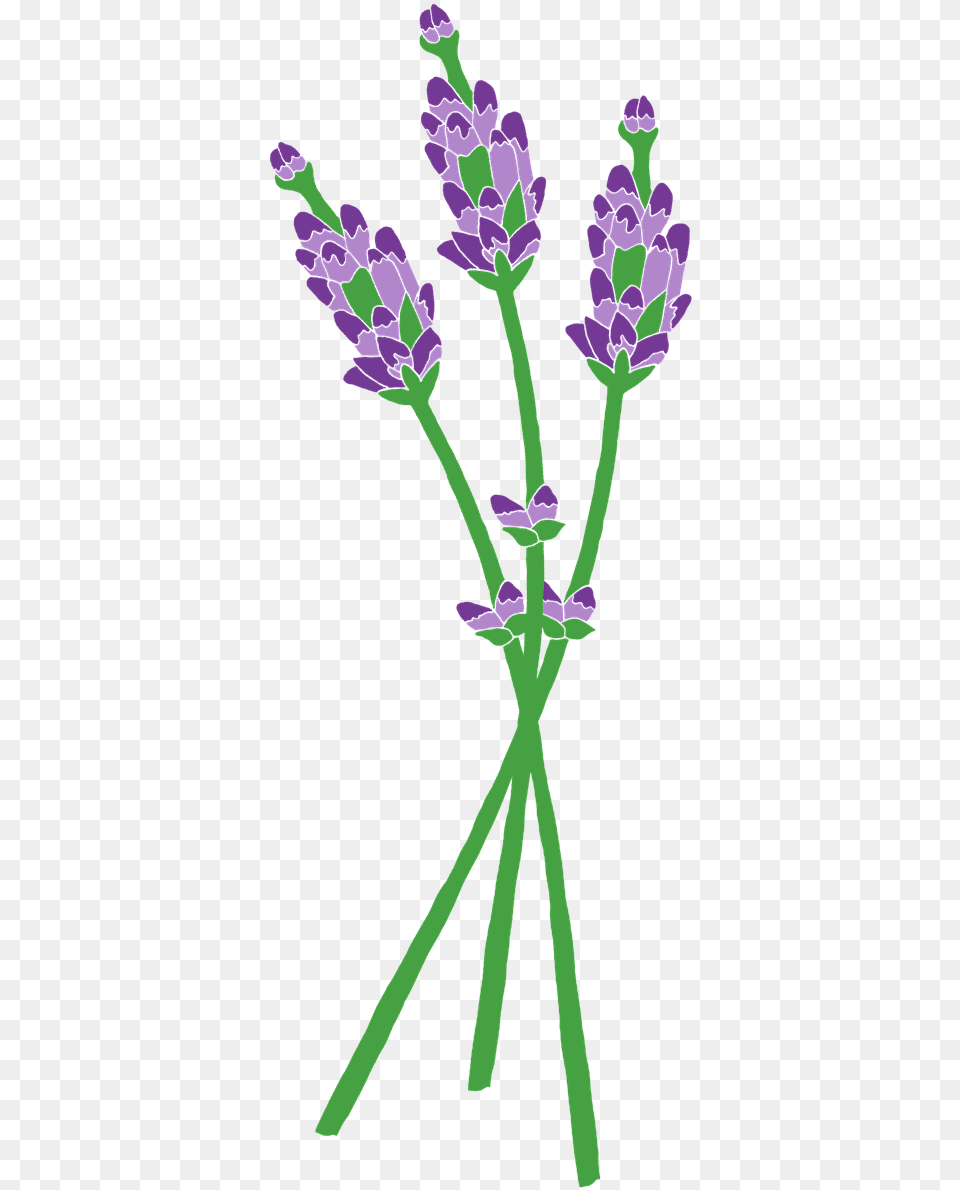 Clip Art, Flower, Lavender, Plant, Purple Free Png Download
