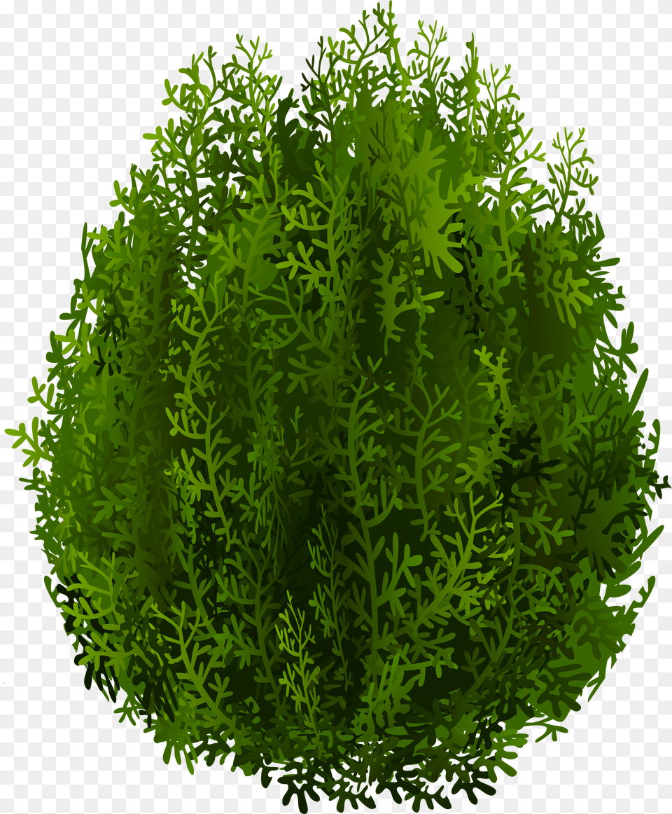 Clip Art, Green, Moss, Plant, Vegetation Free Transparent Png