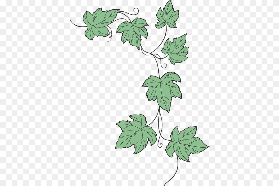 Clip Art, Leaf, Plant, Oak, Sycamore Png Image