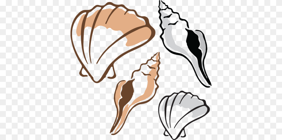 Clip Art, Invertebrate, Animal, Seashell, Sea Life Png