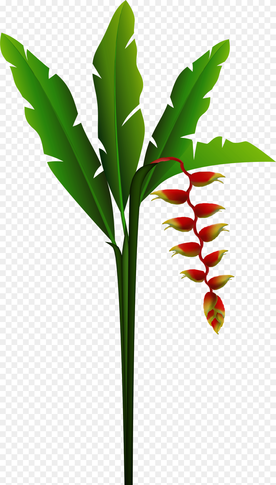 Clip Art, Acanthaceae, Flower, Leaf, Plant Free Png