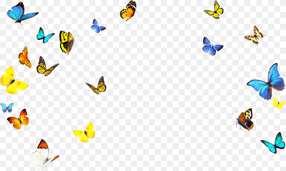 Clip Art, Animal, Fish, Sea Life, Butterfly Free Png