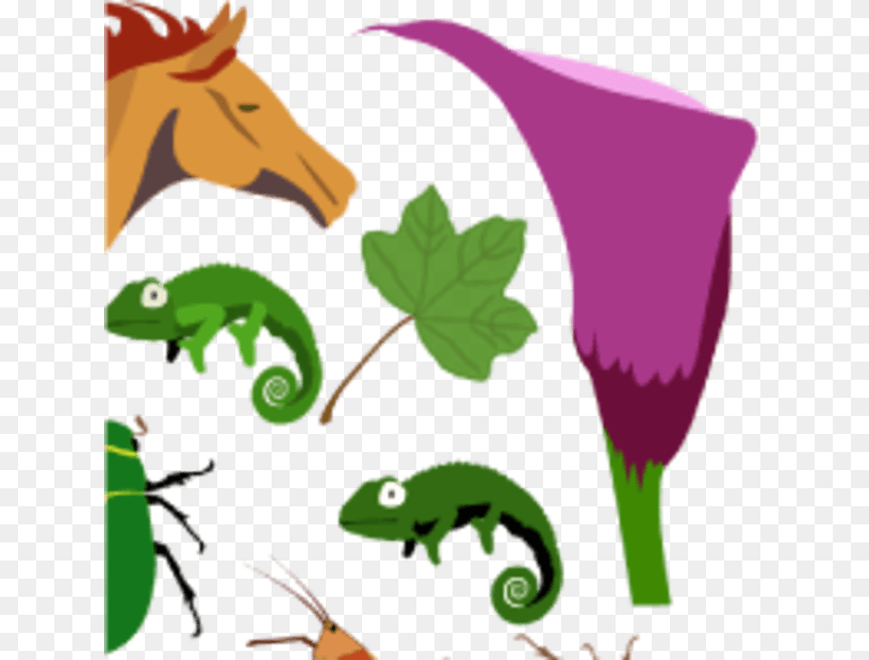 Clip Art, Flower, Plant, Purple, Animal Png Image