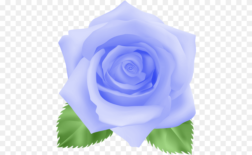 Clip Art, Flower, Plant, Rose Png Image