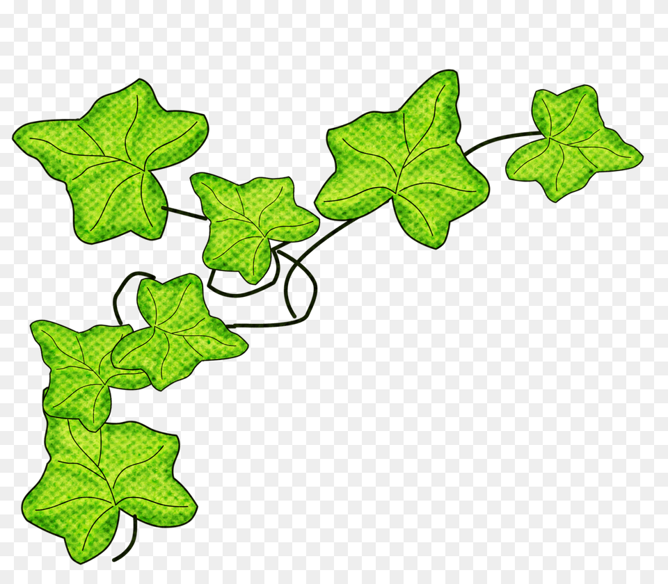 Clip Art, Leaf, Plant, Vine, Ivy Free Png Download