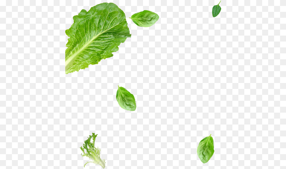 Clip Art, Food, Leaf, Lettuce, Plant Free Png Download