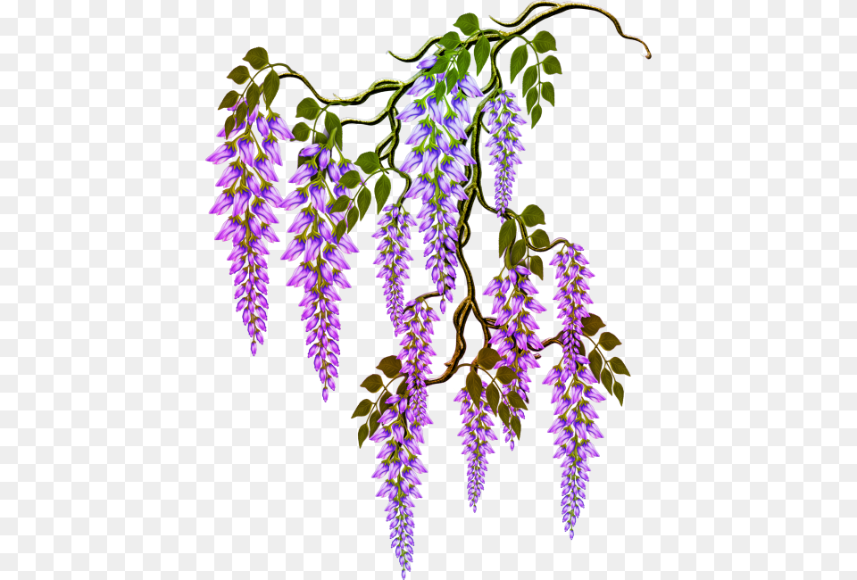 Clip Art, Flower, Plant, Purple, Lupin Png Image