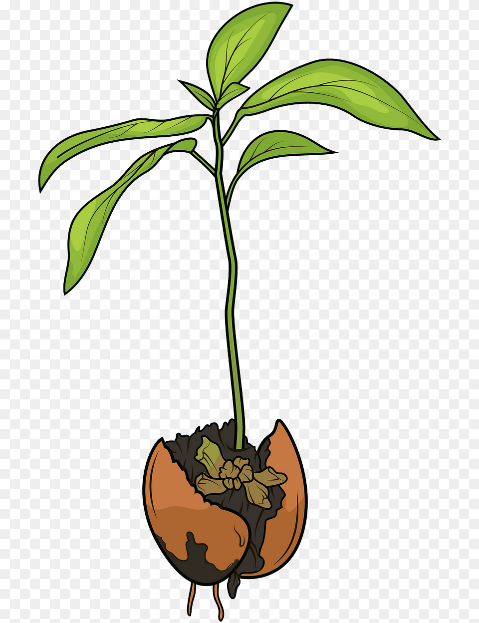 Clip Art, Leaf, Plant, Potted Plant, Tree Free Transparent Png