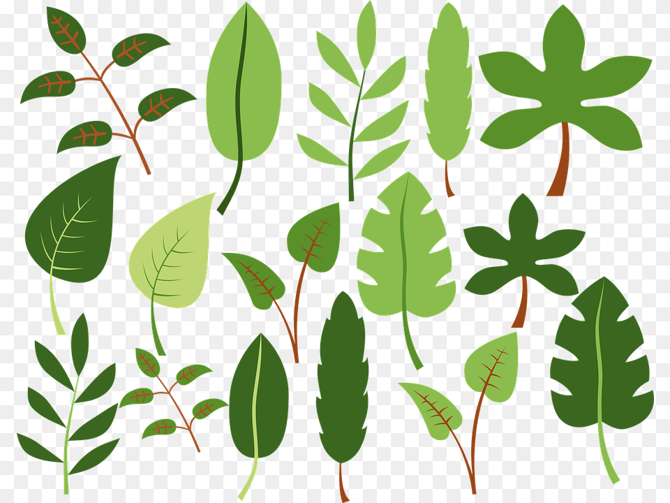 Clip Art, Vegetation, Plant, Leaf, Green Free Png Download