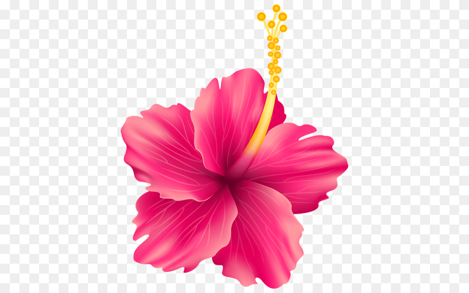 Clip Art, Flower, Hibiscus, Plant, Anther Png