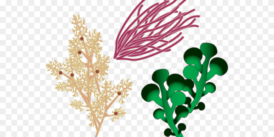 Clip Art, Pattern, Graphics, Plant, Herbs Free Png