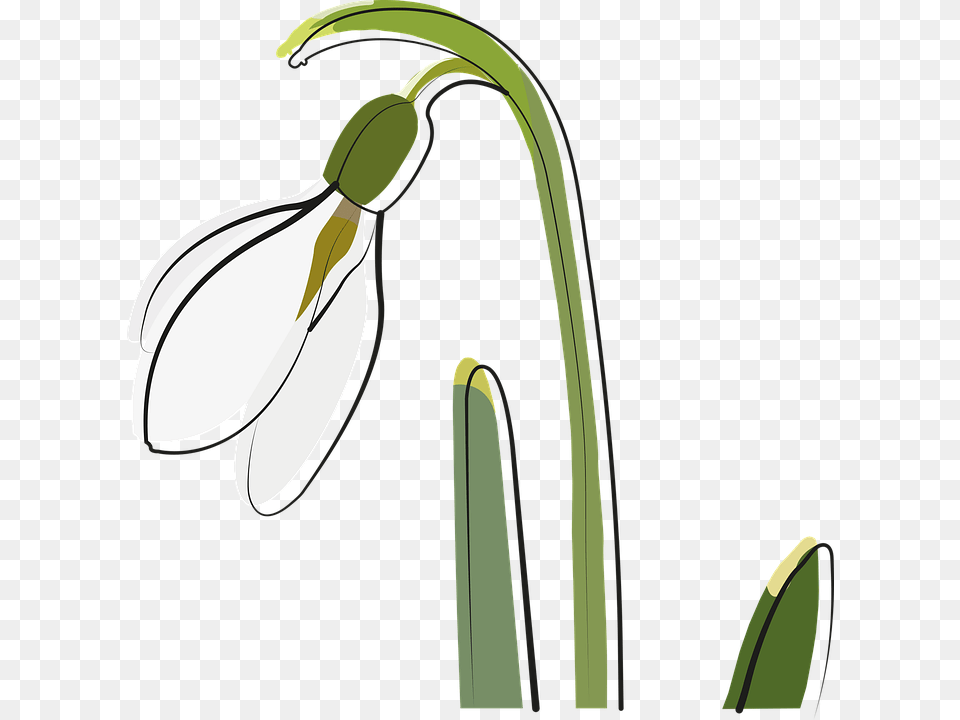 Clip Art, Amaryllidaceae, Flower, Plant, Petal Free Png