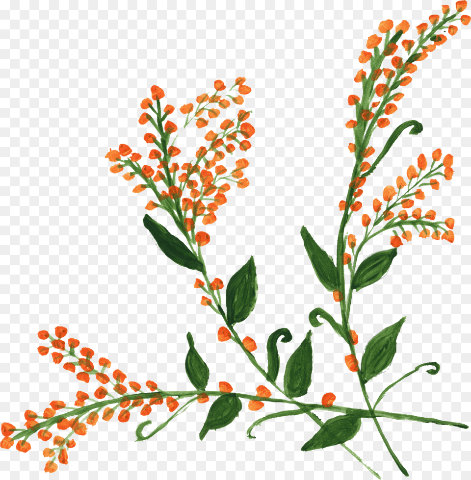 Clip Art, Herbal, Leaf, Herbs, Plant Free Png Download