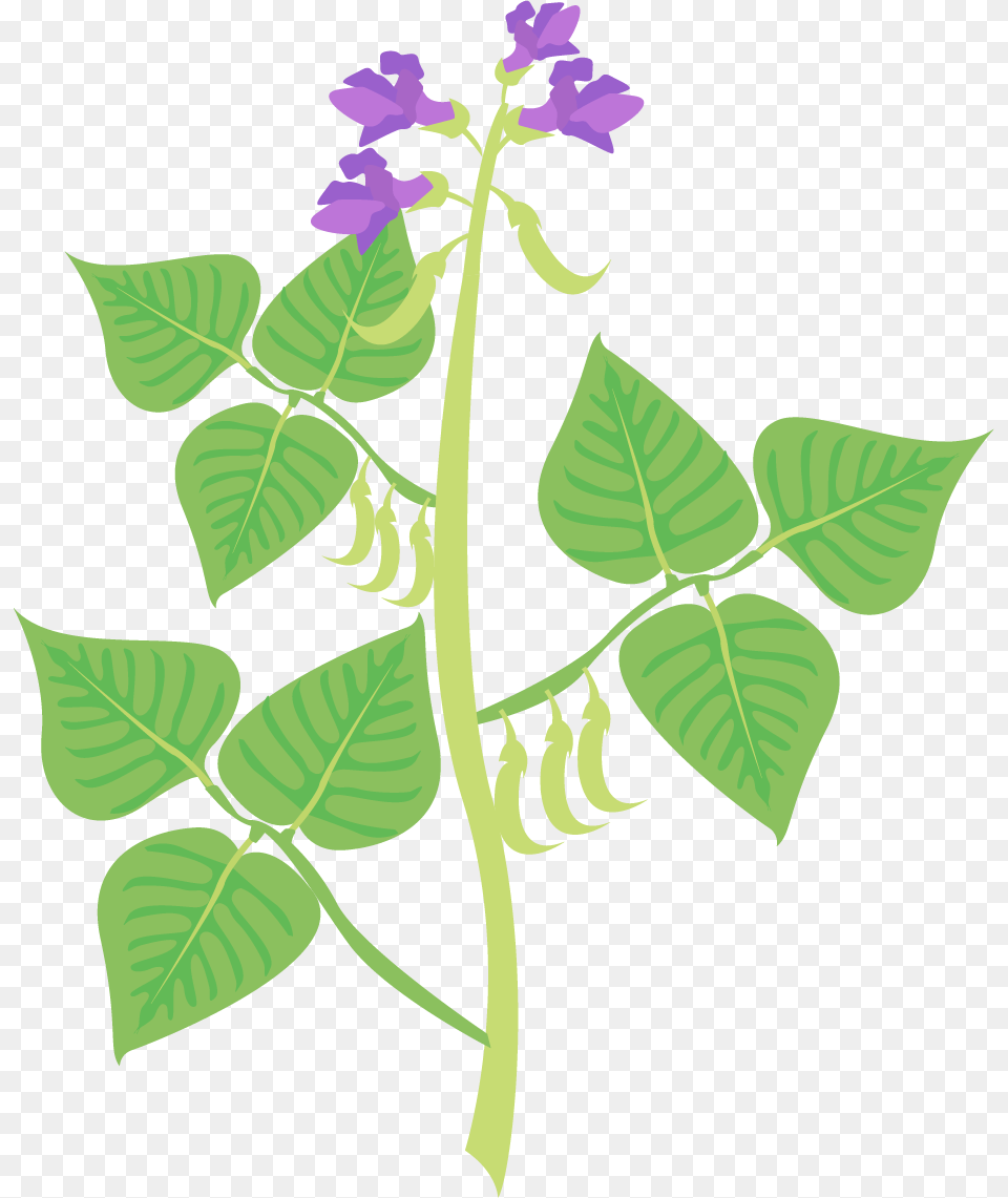 Clip Art, Flower, Herbal, Herbs, Leaf Free Transparent Png