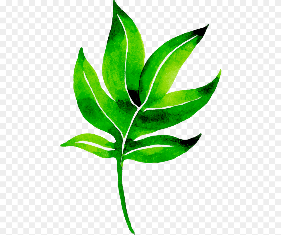 Clip Art, Herbal, Herbs, Leaf, Plant Png Image