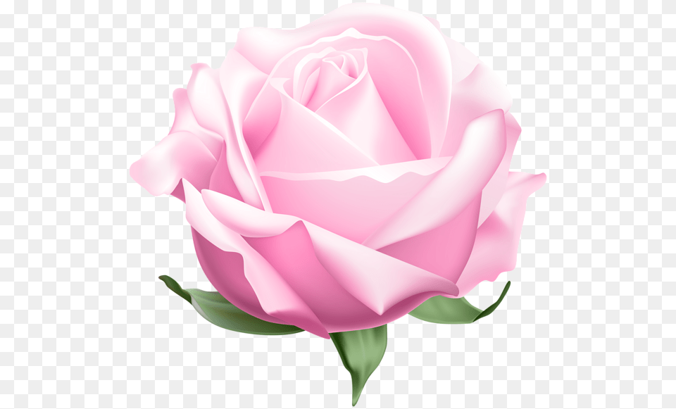 Clip Art, Flower, Plant, Rose, Petal Png Image