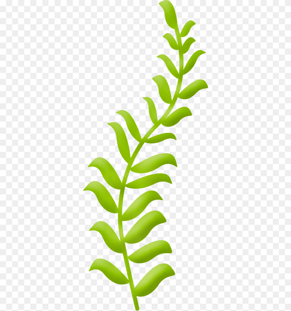 Clip Art, Fern, Leaf, Plant, Moss Free Png
