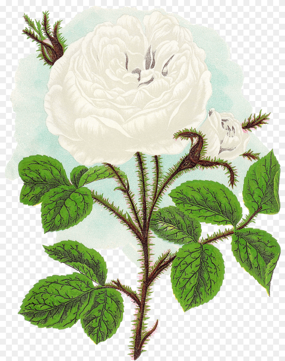 Clip Art, Rose, Plant, Leaf, Herbs Png