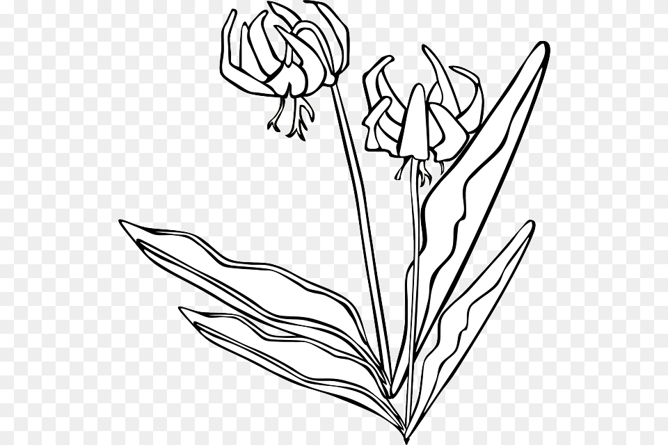 Clip Art, Flower, Plant, Drawing Free Png