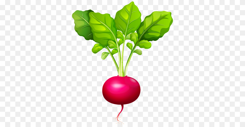 Clip Art, Food, Plant, Produce, Radish Free Transparent Png