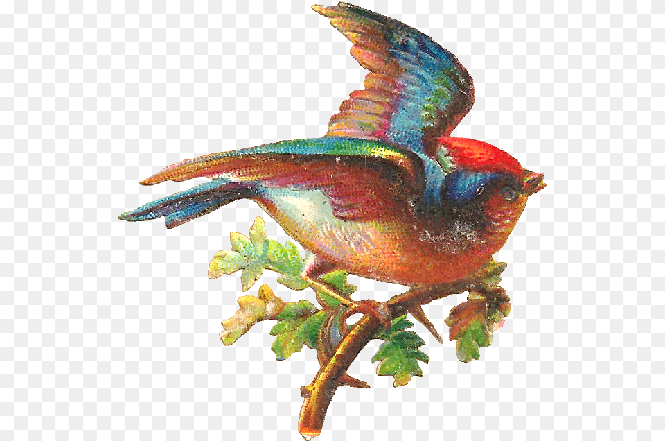 Clip Art, Animal, Bird, Finch, Fish Free Png Download